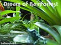 Dream Of Rainforest.jpg